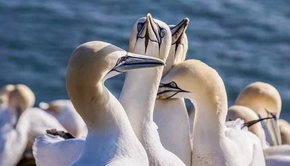 最后10天，轮到中方“杀鸡儆猴”，荷兰刚抢实控权