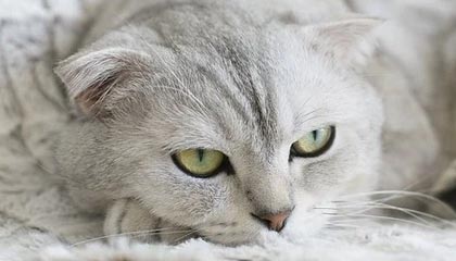 王晶称赞舒淇情商很高，非池中物：她家境很差总是被欺负，曾因片酬少拒演《卧虎藏龙》