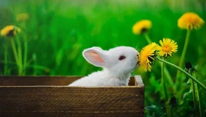 四中全会公报释放重要信号