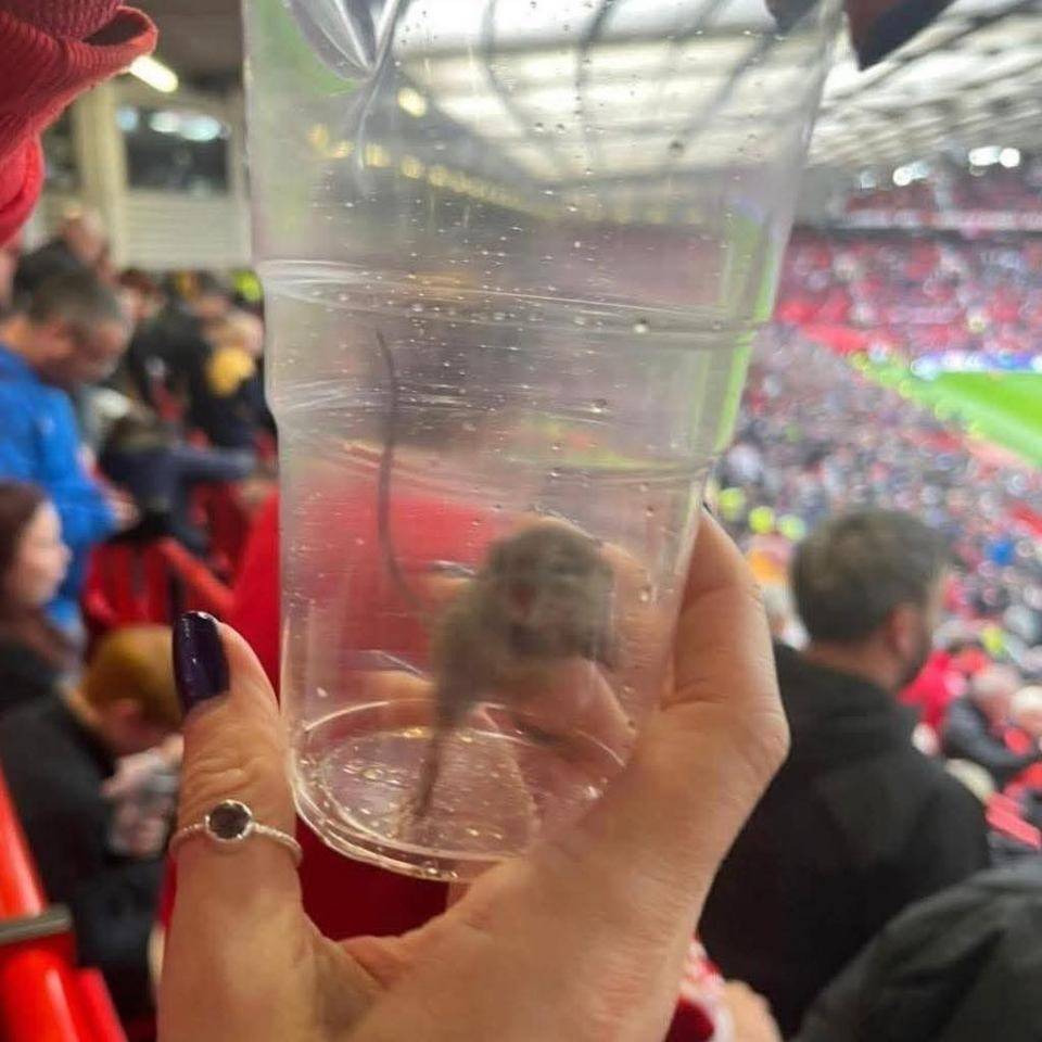 不愧是黑猫!桑德兰女球迷在曼联主场抓到一只活老鼠