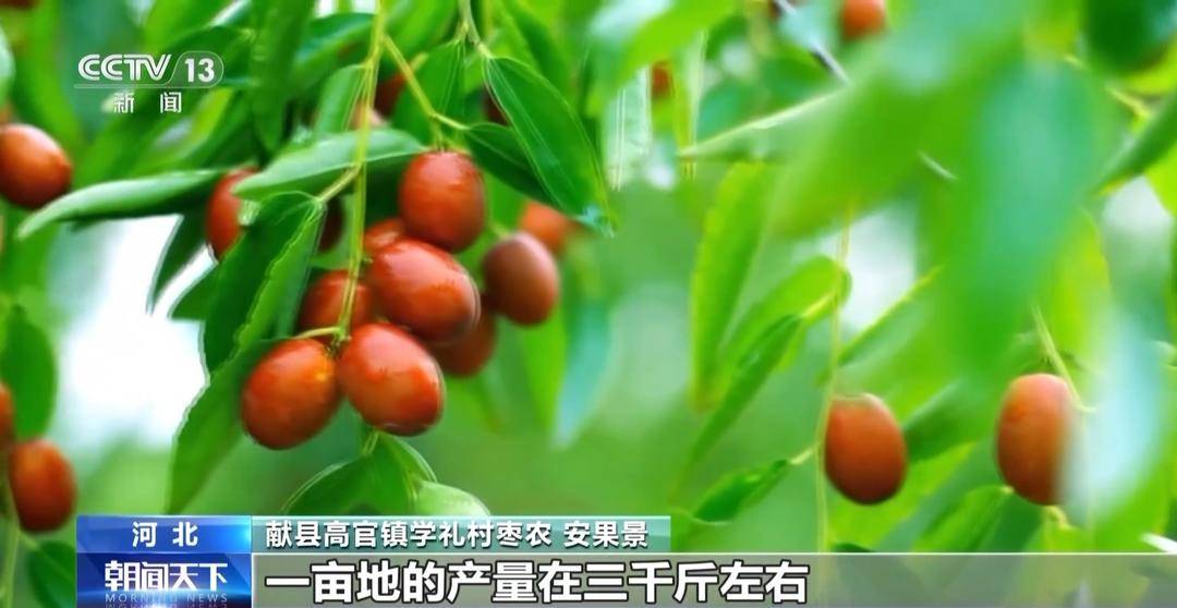 一大批农产品正走向你的餐桌!全国秋粮收获近四成