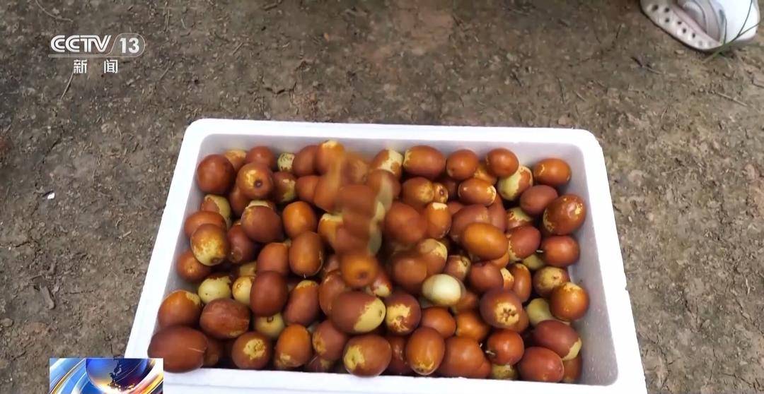 一大批农产品正走向你的餐桌!全国秋粮收获近四成