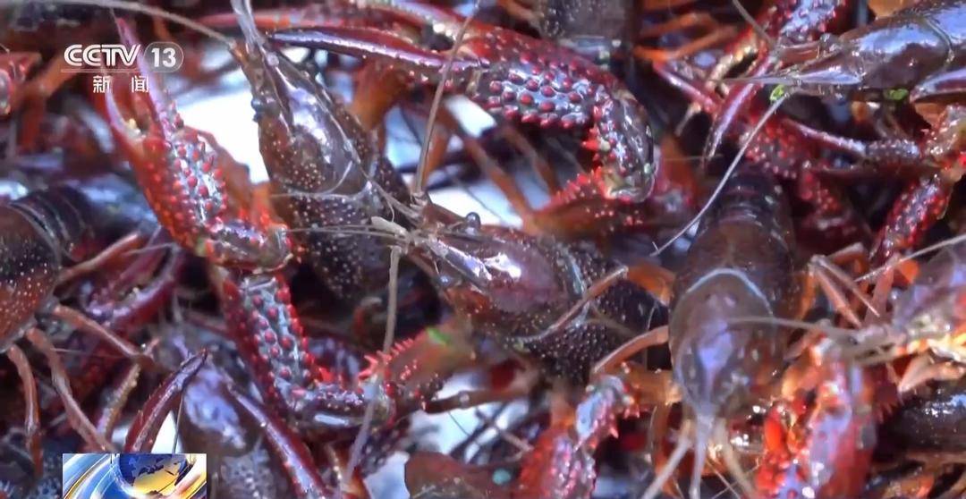 一大批农产品正走向你的餐桌!全国秋粮收获近四成