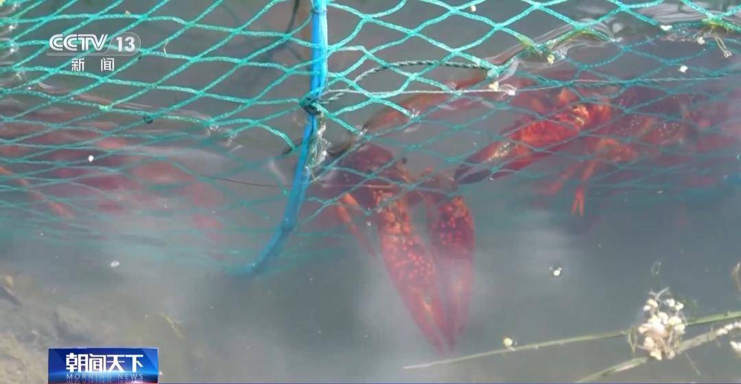 一大批农产品正走向你的餐桌!全国秋粮收获近四成