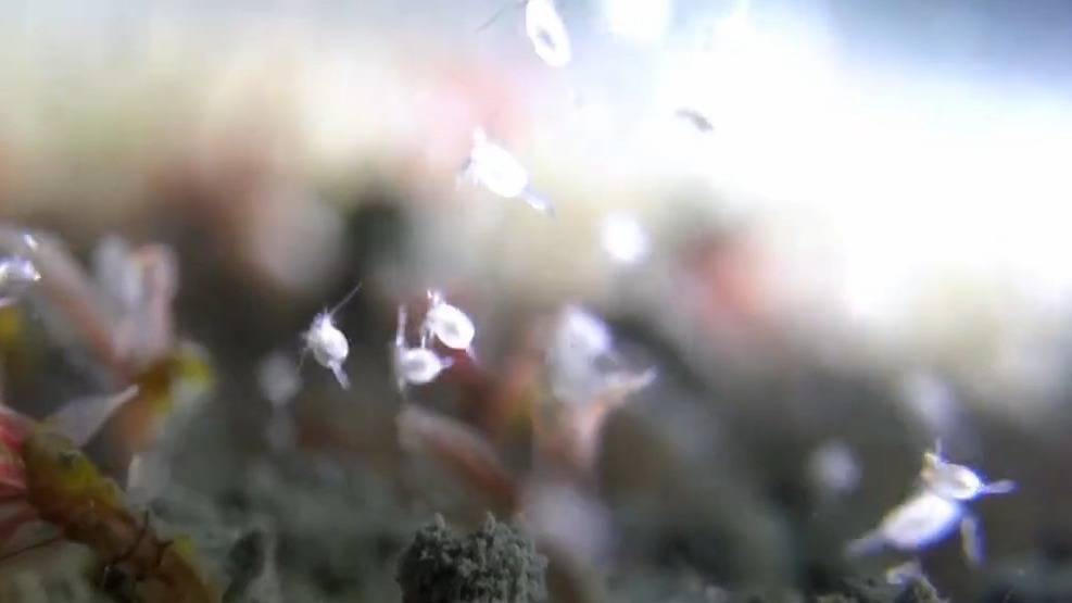 海底采火你见过吗?这场“源火”采集里藏着中国人的极致浪漫