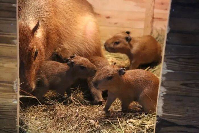 出生1小时就能独立行走,济南动物园“果果”和“豚豚”的4只新生幼崽,周末和市民见面