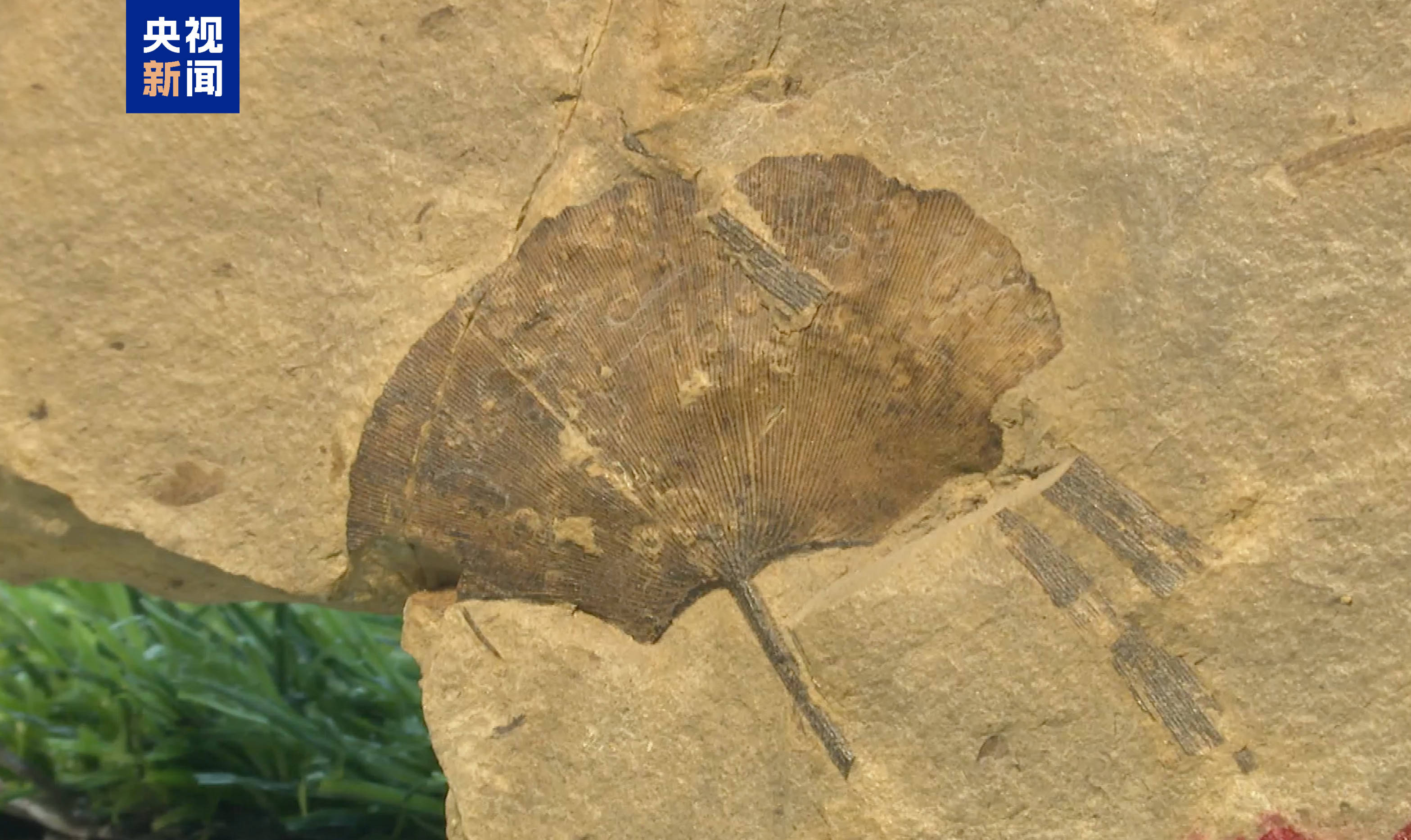 距今约2.8亿年！山西阳泉矿区发现远古银杏化石