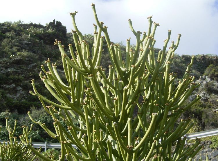 原油植物(植物油原油)