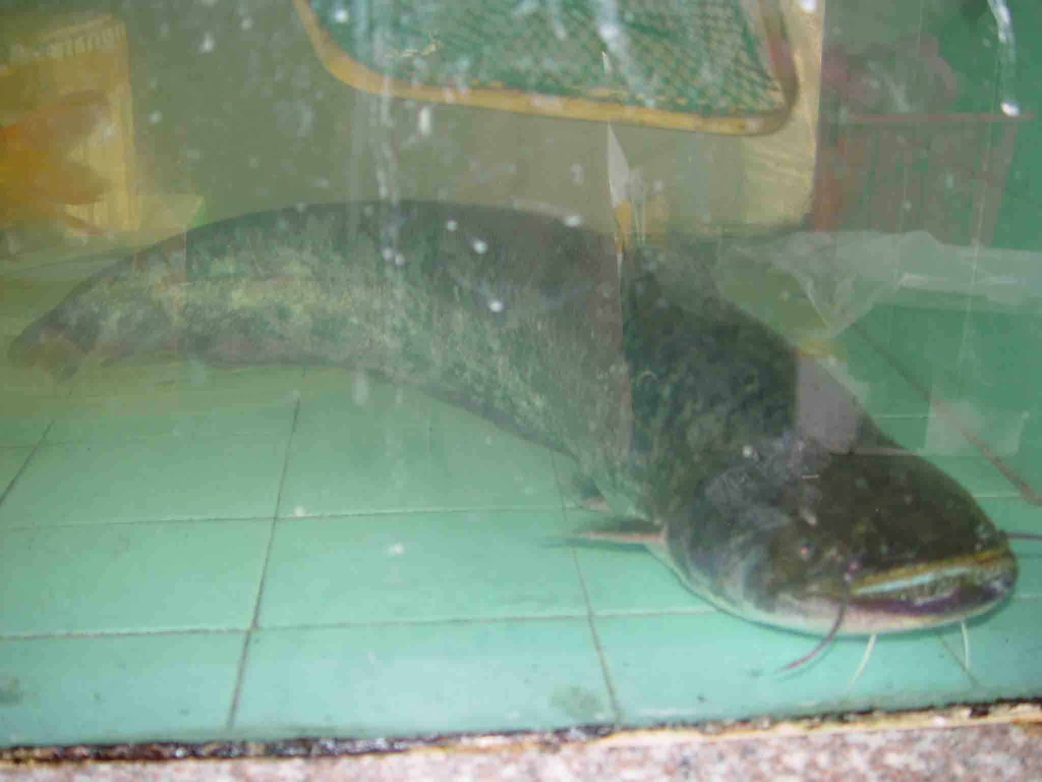 原油鲶(原油粘度单位)