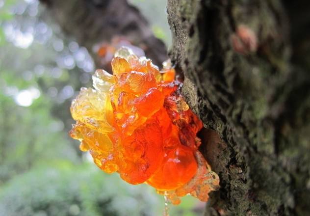 桃花原油(桃花源油画图片)