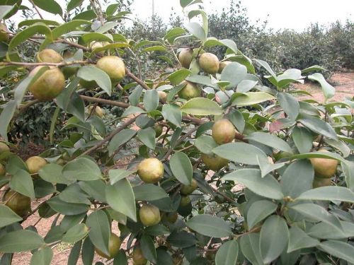 茶树原油(茶树油多少钱一瓶?)