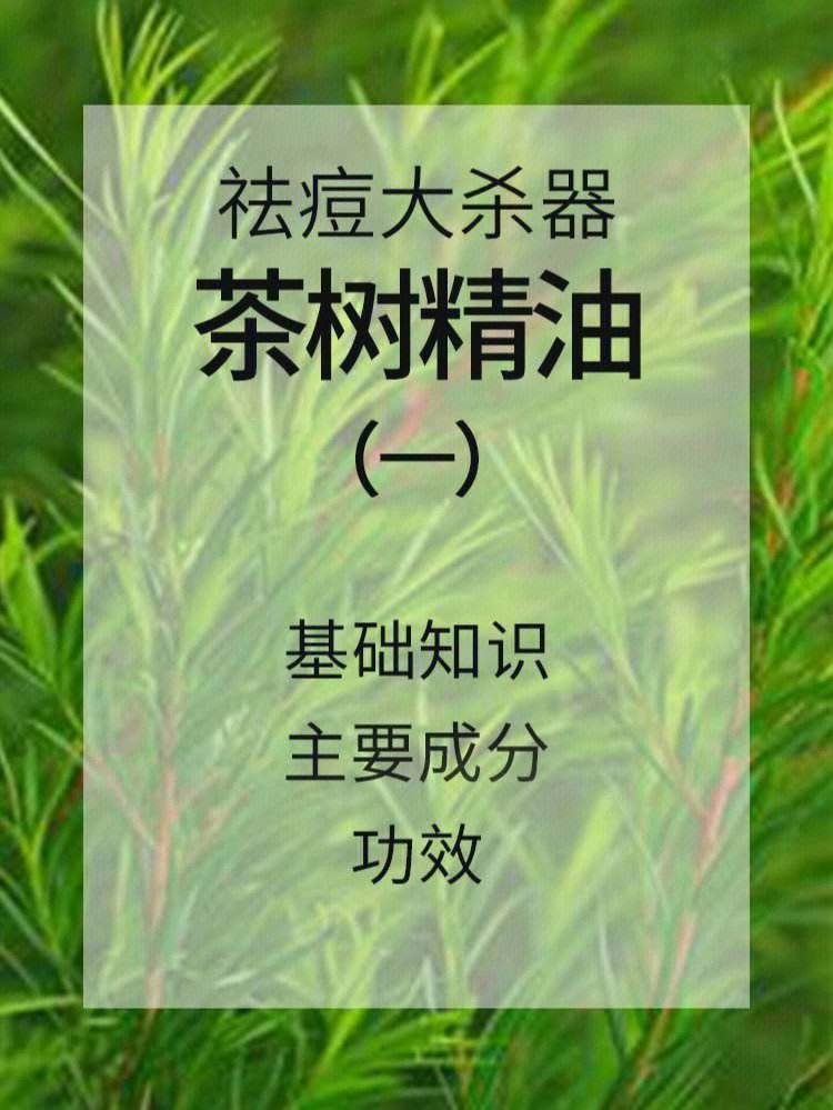茶树原油(茶树原产于我国什么地区)