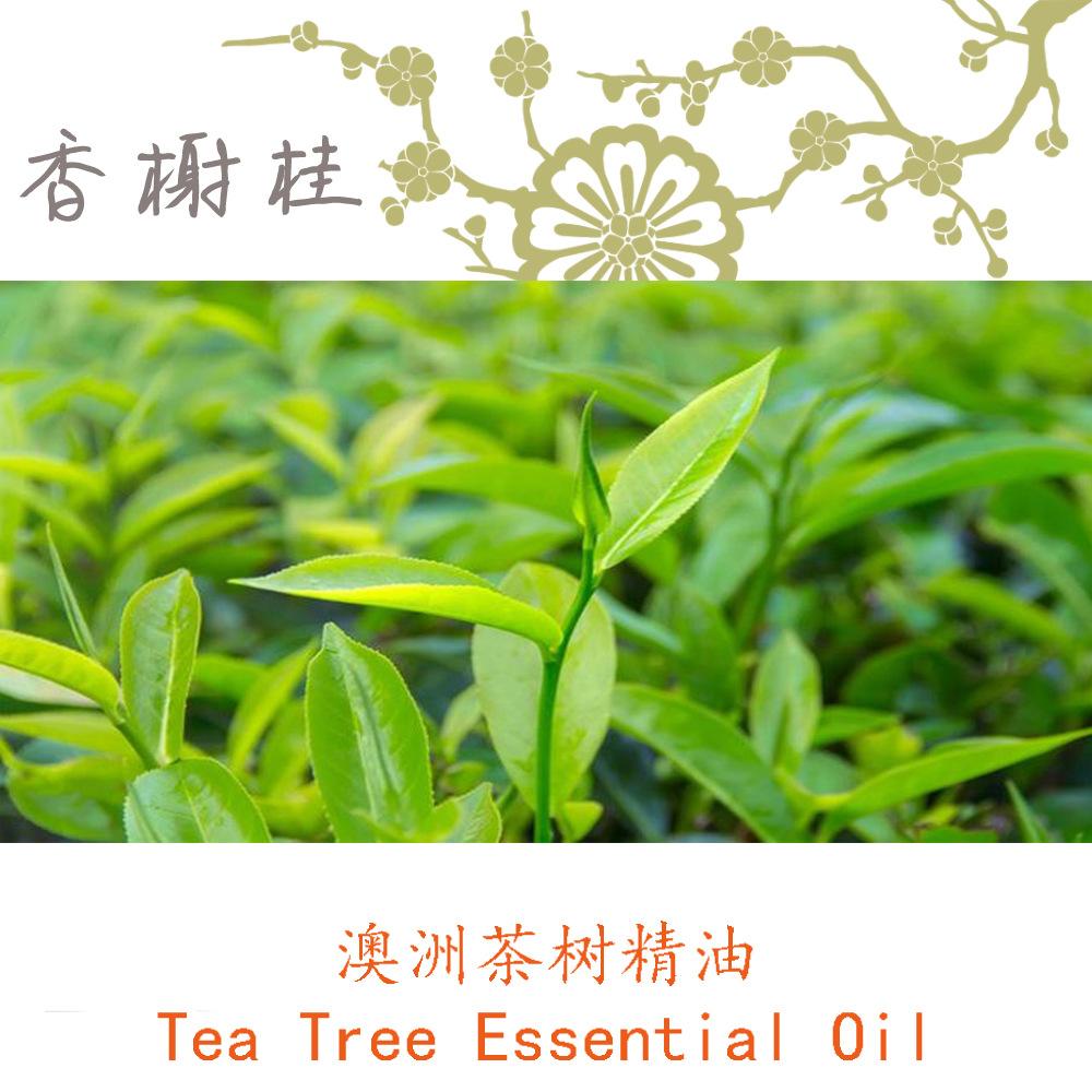 茶树原油(茶树油是什么树来的)
