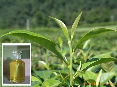 茶树原油(茶树油是什么树来的)