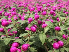 炒电子货币(炒电子币骗局)